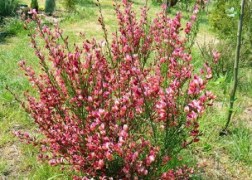 Cytisus scoparius zeelandia / Zanót Lilás-rózsaszín